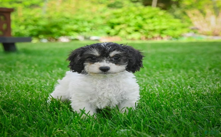 Bichpoo dogs - Advert 19