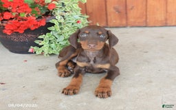 Doberman Pinscher dogs for sale: Diana - Image 1