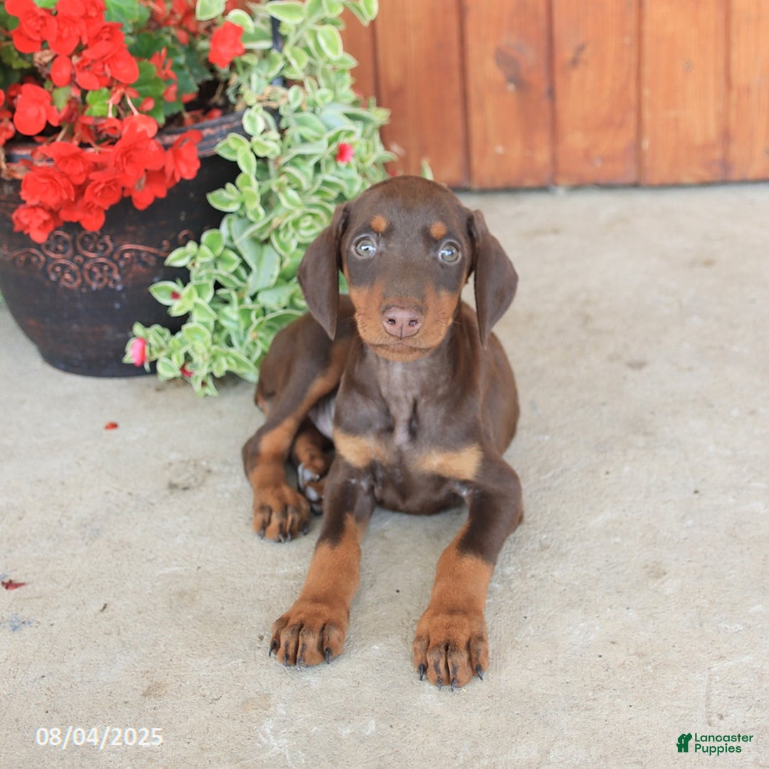 Doberman Pinscher dogs for sale: Diana - Image 1