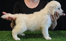 Golden Retriever dogs for sale: Wyatt - Image 1