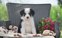 Border Collie dogs for sale: Benson - Image 3