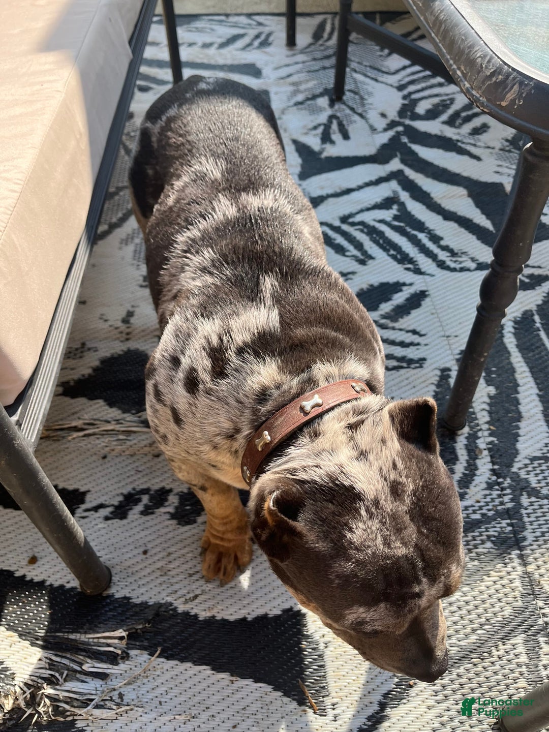 American Bully dogs for sale: Cash - Image 3
