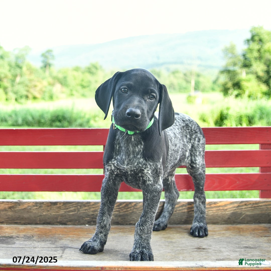 German Shorthaired Pointer dogs for sale: Hunter - Image 4
