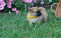 Jug dogs for sale: Lexi - Image 1