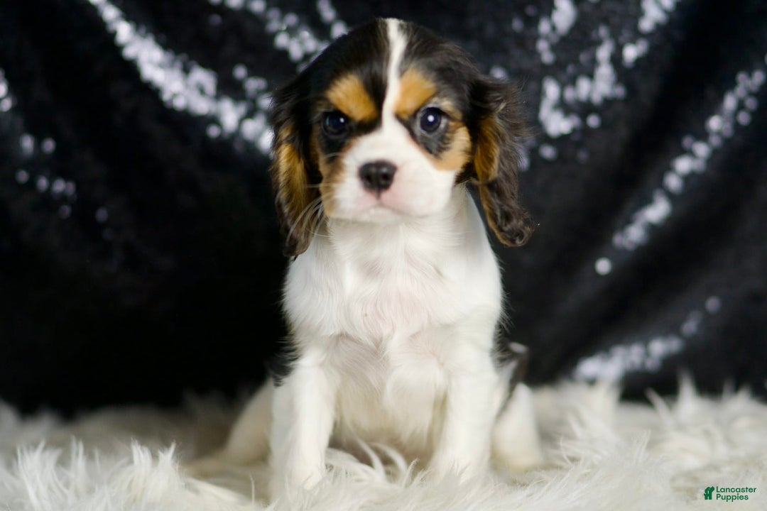 Cavalier King Charles Spaniel dogs for sale: Diamond - Image 4
