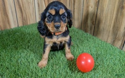 Cavalier King Charles Spaniel dogs for sale: Brin Girl 3 - Image 5