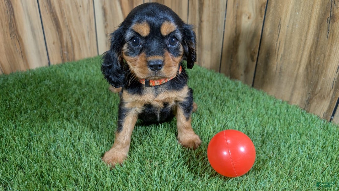 Cavalier King Charles Spaniel dogs for sale: Brin Girl 3 - Image 5