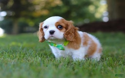 Cavalier King Charles Spaniel dogs for sale: Maverick - Image 4