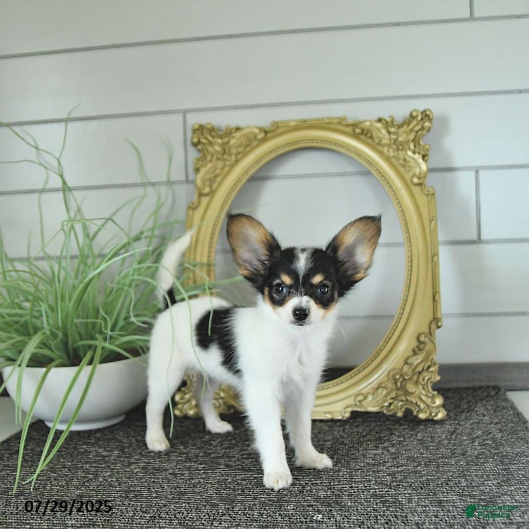 Papillon dogs for sale: Leo - Image 5