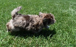 Havapoo dogs for sale: Zodiac - Image 5