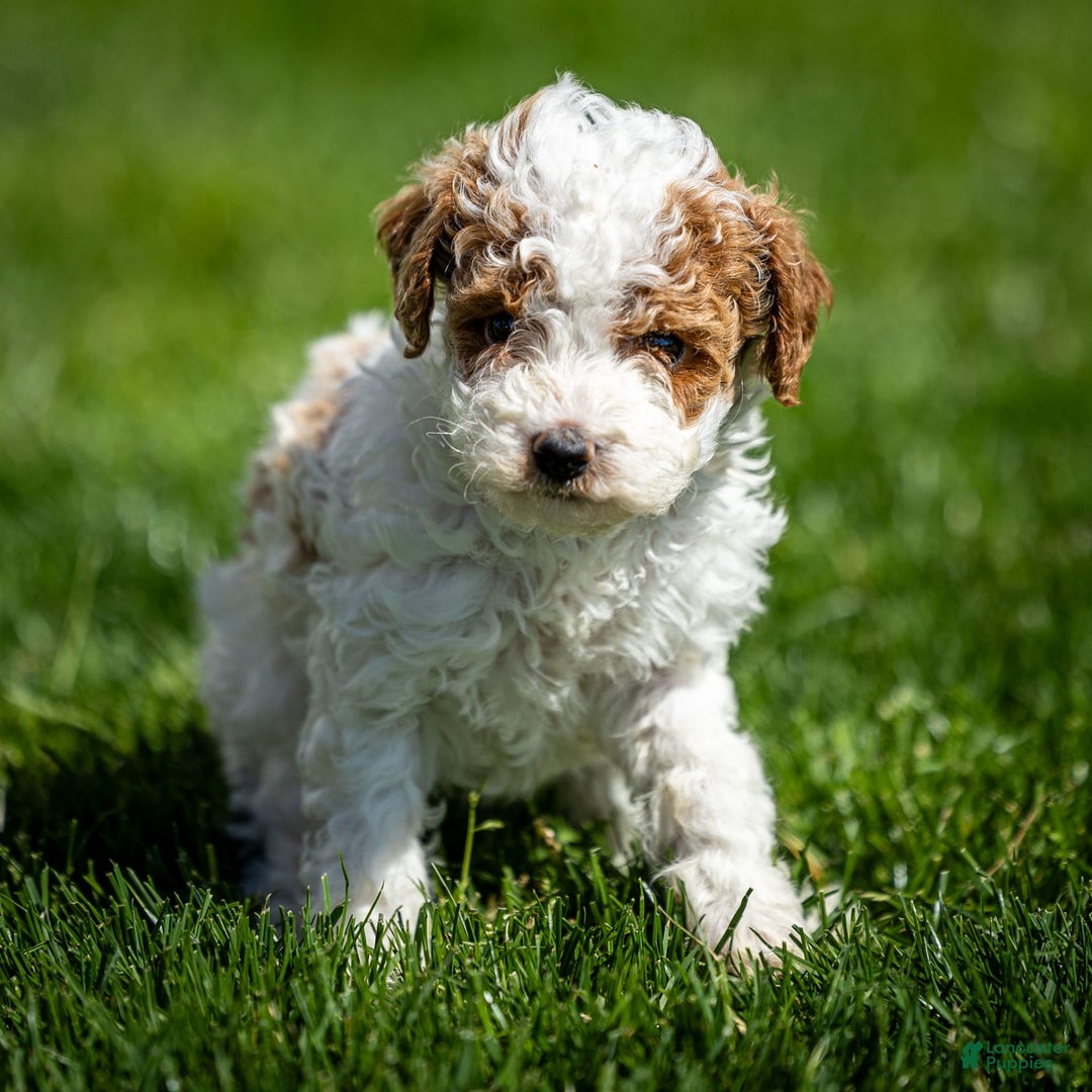 Toy Poodle dogs for sale: Cherry Sundae - Image 8