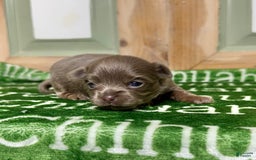 Chihuahua dogs for sale: Tobias Lavender Long Coat - Image 8