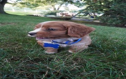 Cavapoo dogs for sale: Toodles - Image 1