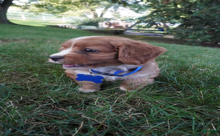Cavapoo dogs for sale - Ad 1
