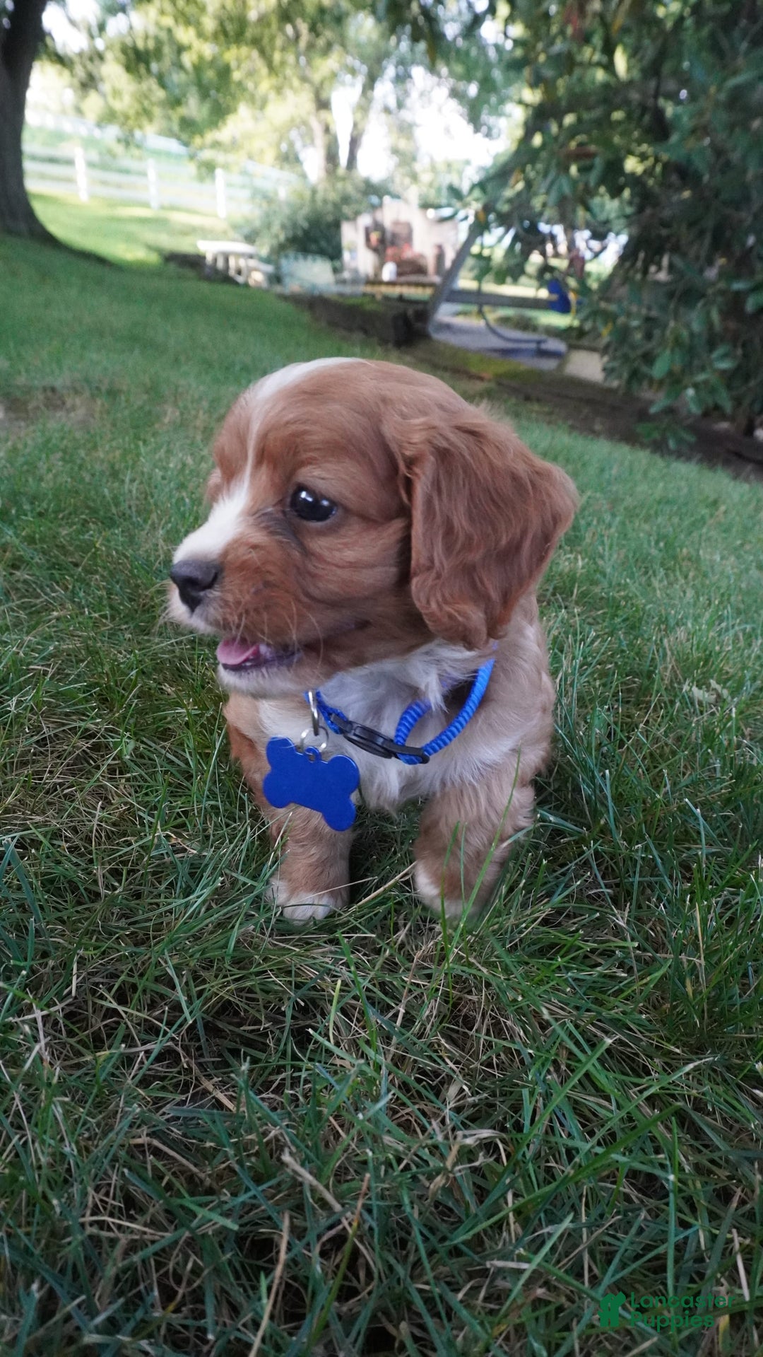 Cavapoo dogs for sale: Toodles - Image 1