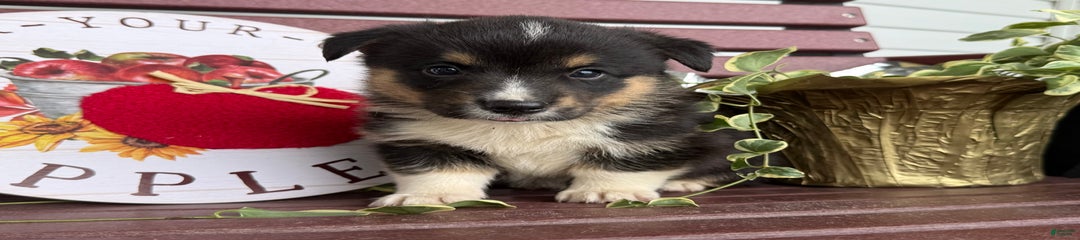 Fritz