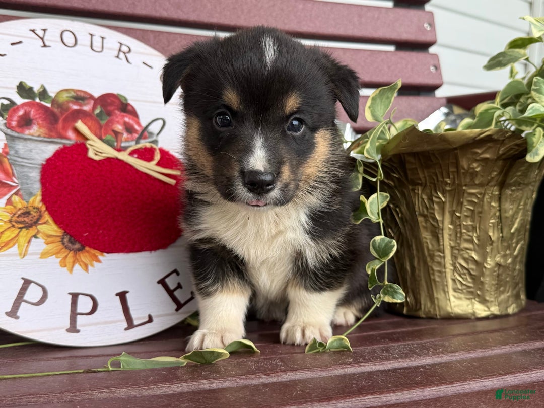 Welsh Corgi Pembroke dogs for sale: Welsh Corgi (Pembroke) 4 puppies - Image 1