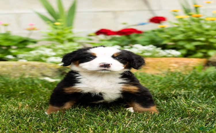 Bernese Mountain Dog dogs - Advert 18