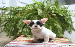 French Bulldog dogs for sale: Captain - Image 2