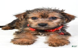 Yochon dogs for sale: Koda - Image 1