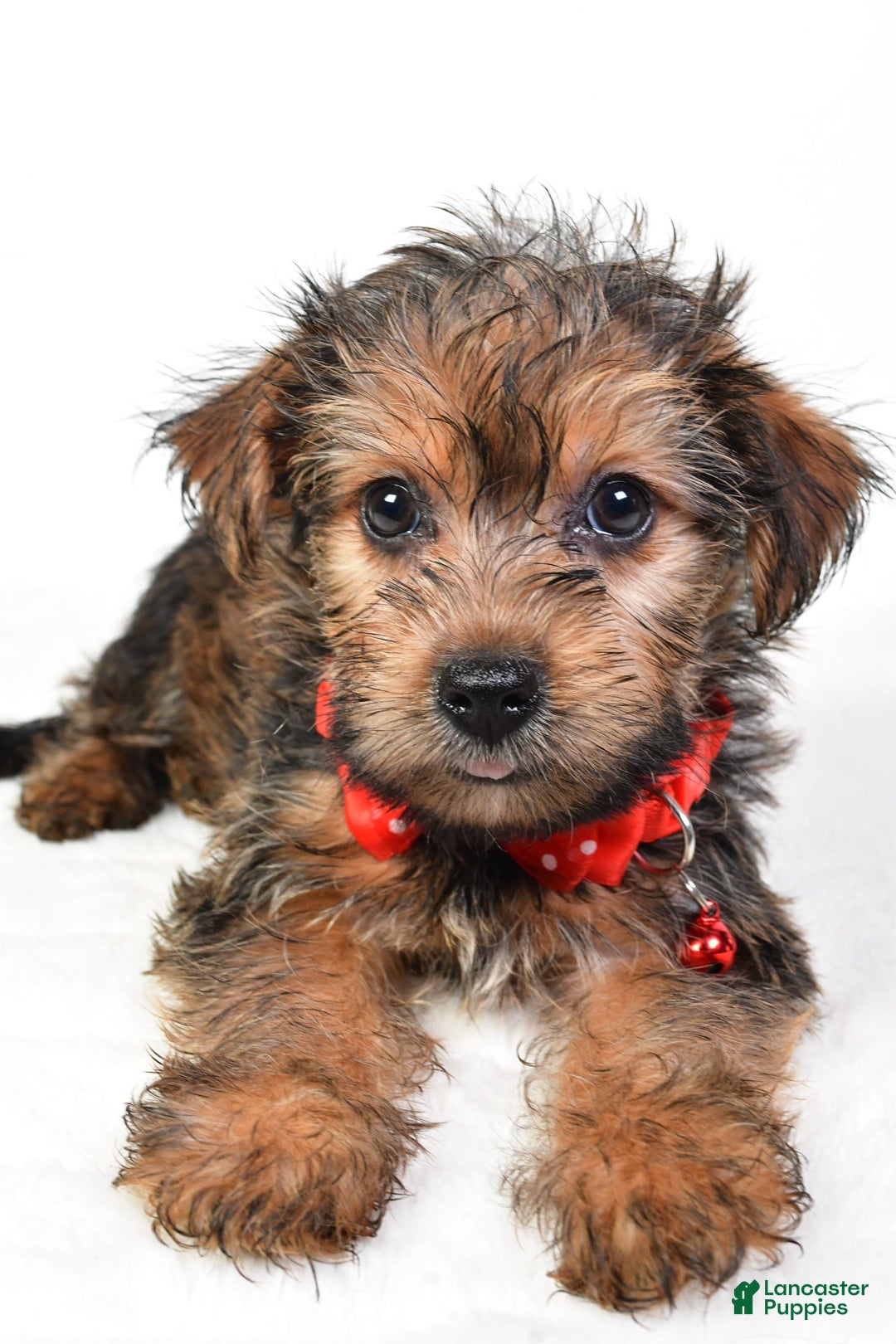 Yochon dogs for sale: Koda - Image 1