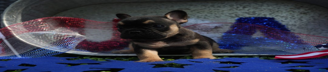 Biscuit