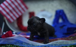 French Bulldog dogs for sale: Maple - Image 2