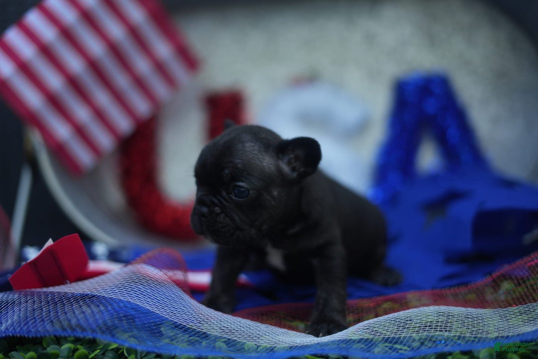 French Bulldog dogs for sale: Maple - Image 2