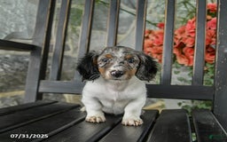 Miniature Dachshund dogs for sale: Cookie - Image 2