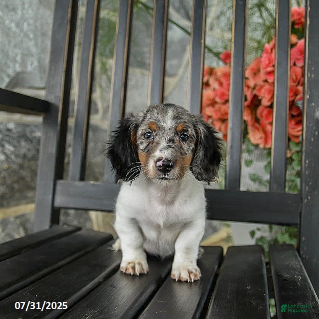 Miniature Dachshund dogs for sale: Cookie - Image 2