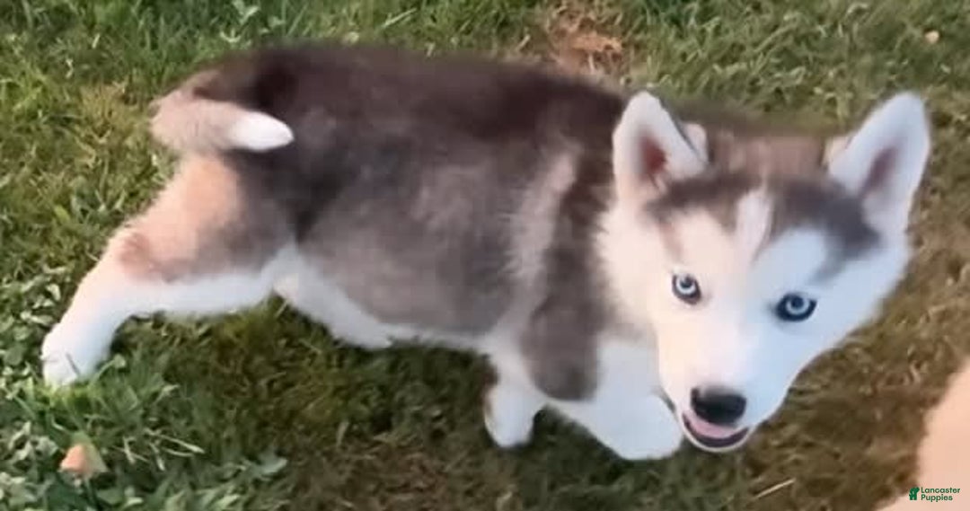 Siberian Husky dogs for sale: Toronto - Image 8
