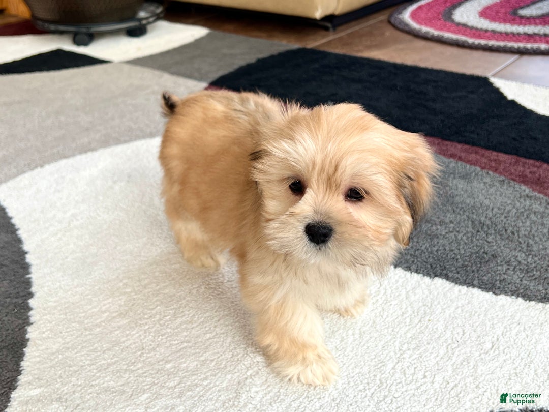 Lhasa Apso dogs for sale: Abby - Image 2