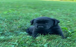 Labrador Retriever dogs for sale: Cooper - Image 3