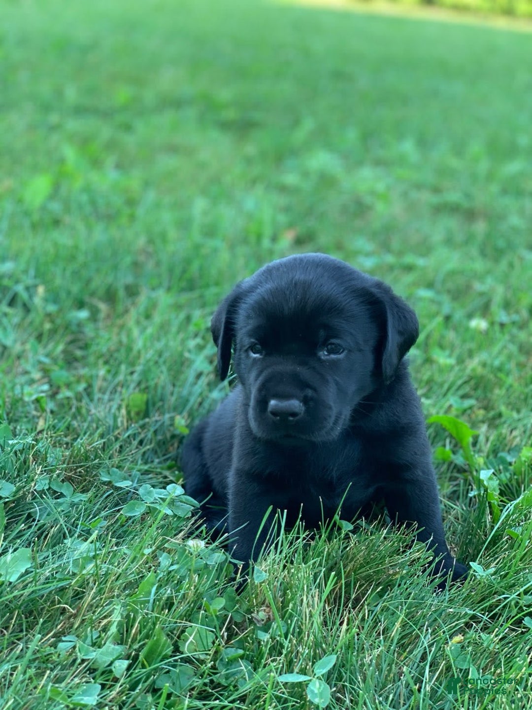 Labrador Retriever dogs for sale: Cooper - Image 3