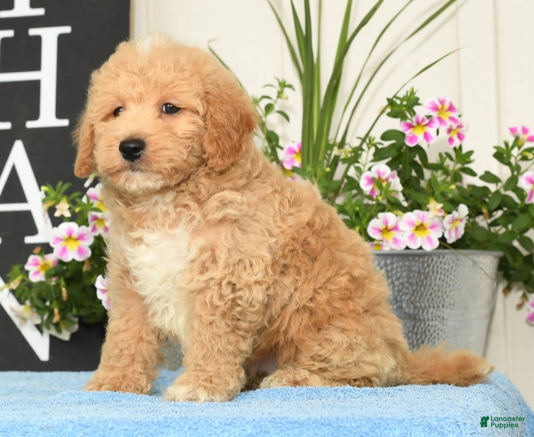 Bichpoo dogs for sale: Shawn - Image 5