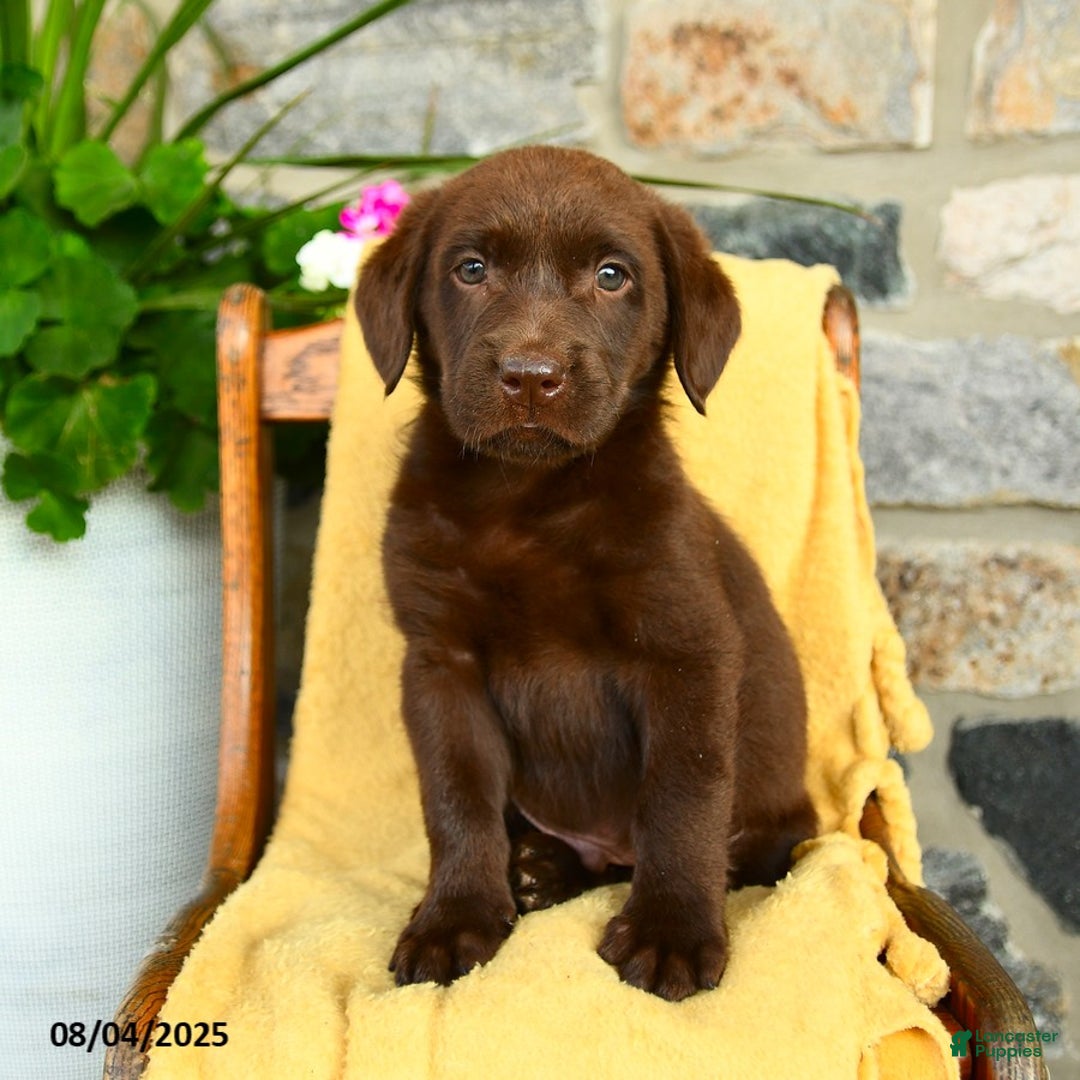 Labrador Retriever dogs for sale: Labrador Retriever 4 puppies - Image 13