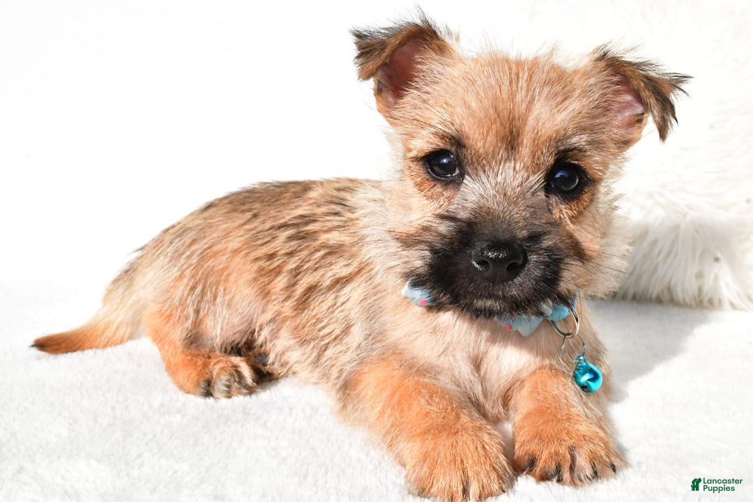 Cairn Terrier dogs for sale: Echo - Image 1