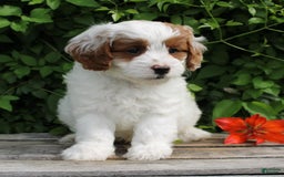 Cavapoo dogs for sale: Louie - Image 1