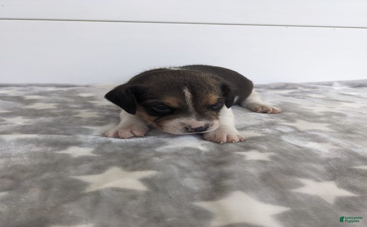 Beagle dogs for sale - Ad 5
