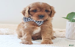 Cavapoo dogs for sale: Flash - Image 4
