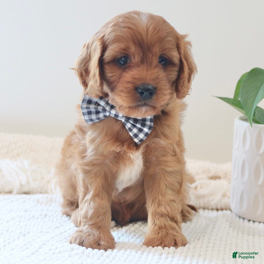 Cavapoo dogs for sale: Flash - Image 4