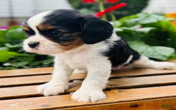 Cavalier King Charles Spaniel dogs for sale: Rhoda - Image 4