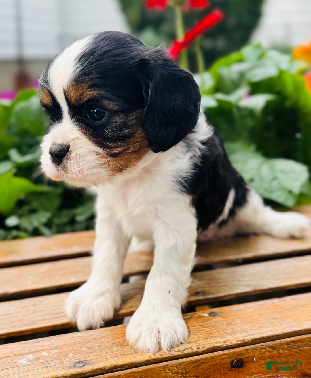 Cavalier King Charles Spaniel dogs for sale: Rhoda - Image 4