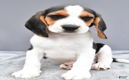 Beagle dogs for sale: Skip - Image 4