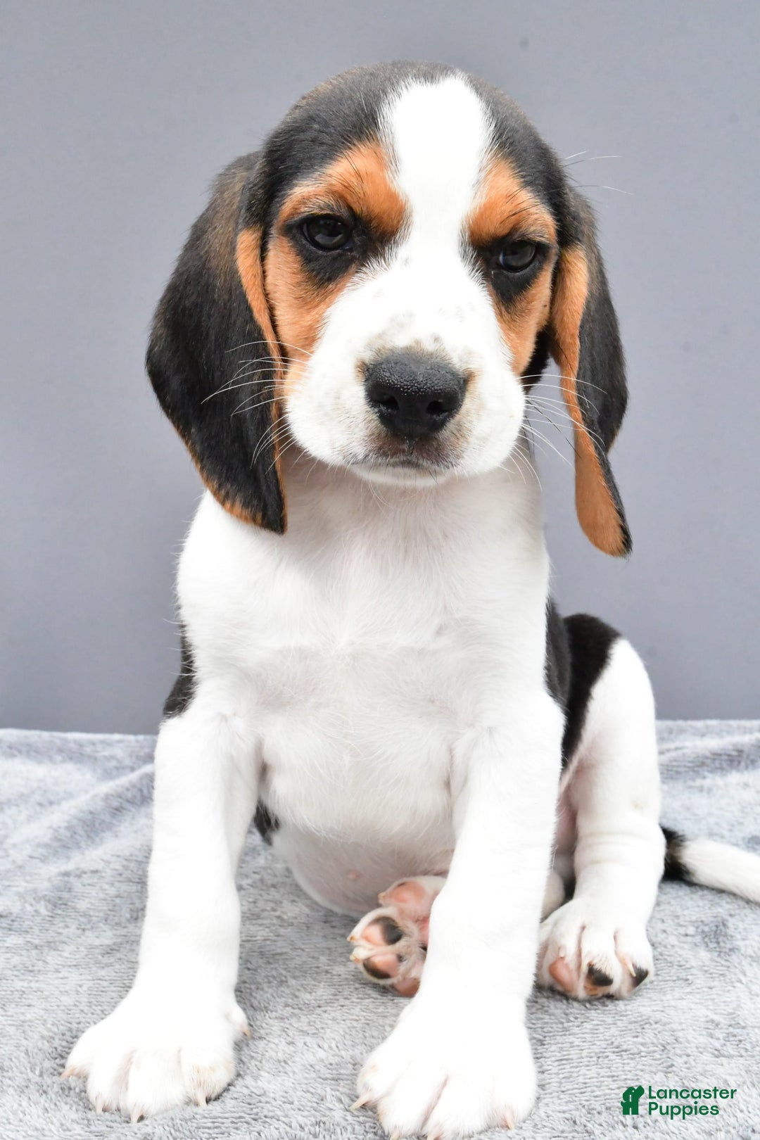 Beagle dogs for sale: Skip - Image 4