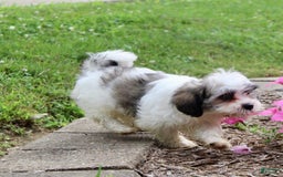 Malshi dogs for sale: Lucky - Image 2