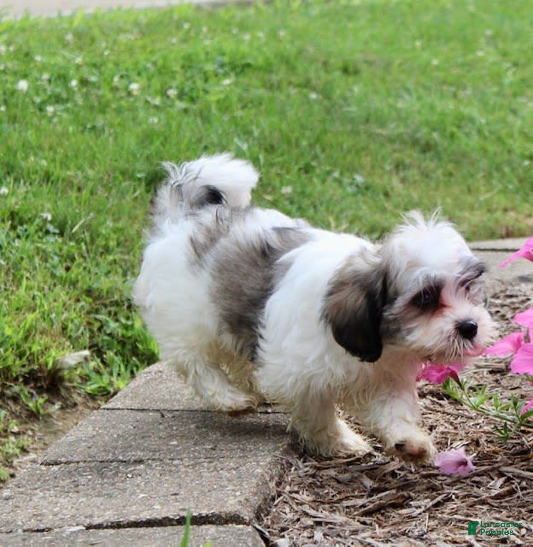 Malshi dogs for sale: Lucky - Image 2