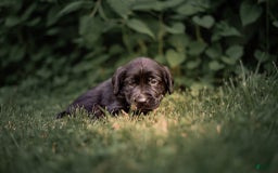 Goldador dogs for sale: Tan - Image 6
