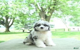 Mini Aussiedoodle dogs for sale: Atlas - Image 6