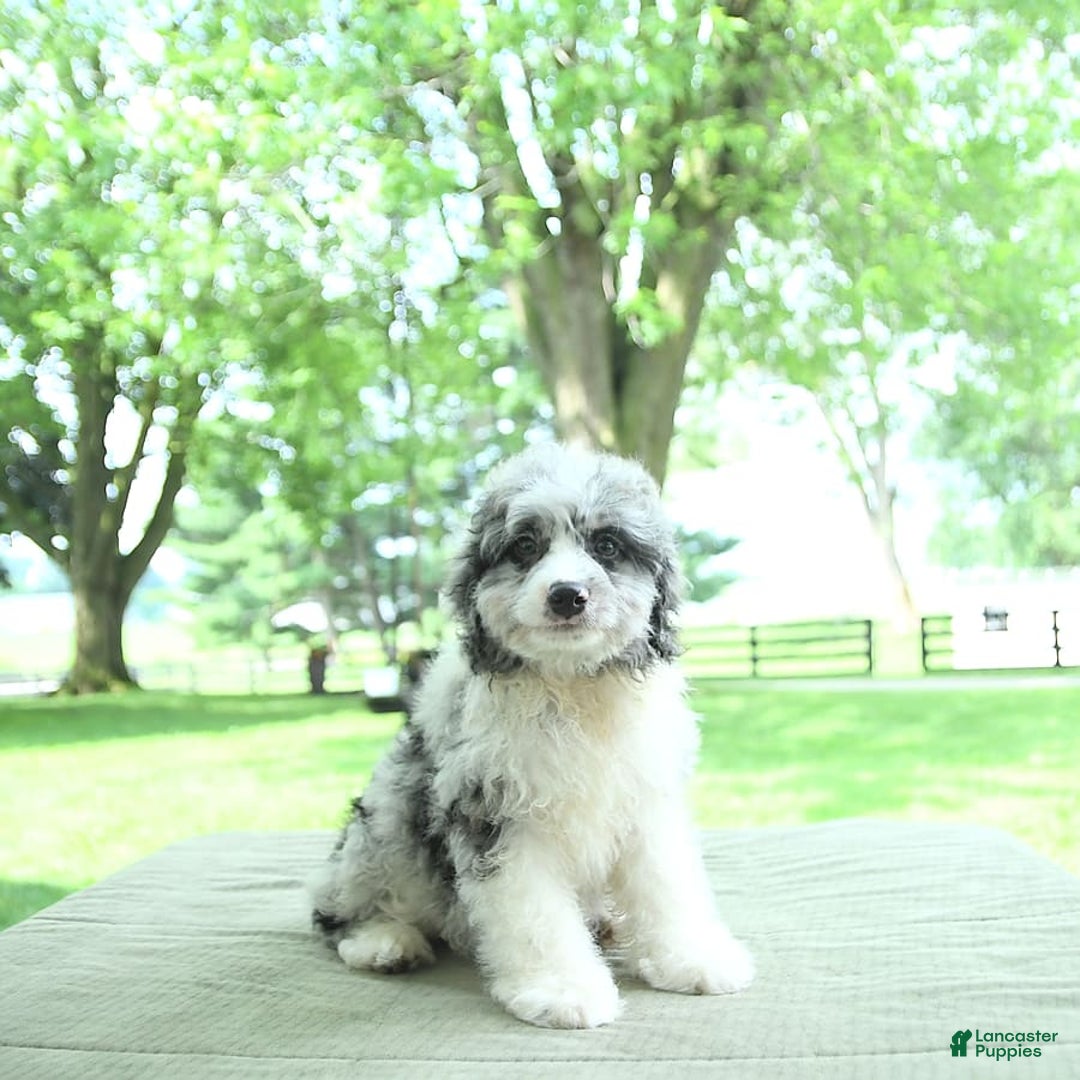 Mini Aussiedoodle dogs for sale: Atlas - Image 6